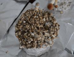 Golden Teacher pot 2 (fruitaison +14)