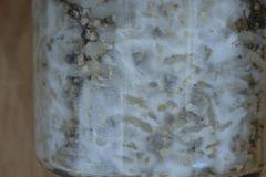 Macro mycélium Tasmania pot 2