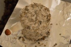Tasmania pot 1 (fruitaison +16)
