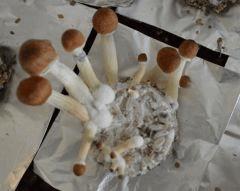 Golden Teacher pot 2 (fruitaison +17)