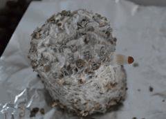 Tasmania pot 1 (fruitaison +14)