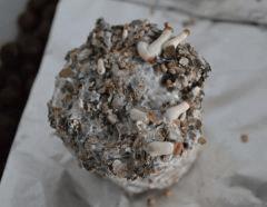 Tasmania pot 2 (fruitaison +14)