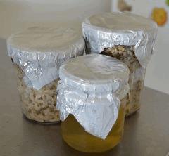 Futurs pots (vermi et riz complet) + CL Mexicain
