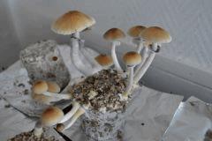 Golden Teacher pot 1 (fruitaison +15)
