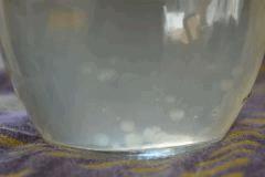 CL Golden Teacher