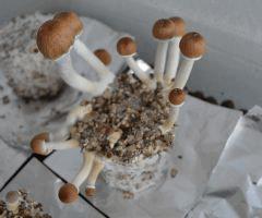 Golden Teacher pot 1 (fruitaison +14)