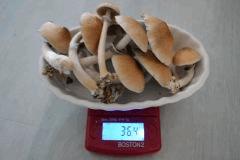 Flush Golden Teacher pot 1 (fruitaison +15)