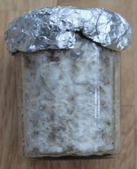 Tasmania pot 2