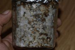 Gros plan mycélium Tasmania pot 2