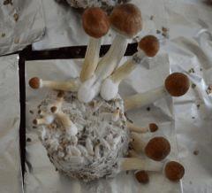 Golden Teacher pot 2 (fruitaison +17)