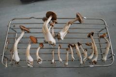 Flush total Mexicains