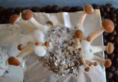 Tasmania pot 2 (fruitaison +11)