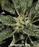 bubbakush