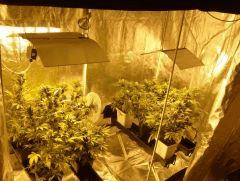 Ganjanium côté Flo (A gauche HPS 600, à droite HPS 400)