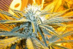 Macro Flo  26