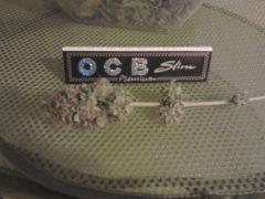 bud1 BS
