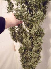 acapulco gold