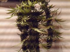 acapulco gold