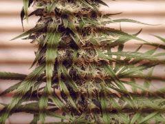 acapulco gold