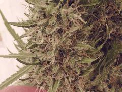 acapulco gold