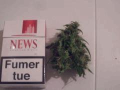 acapulco gold