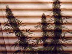 acapulco gold