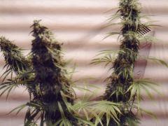 acapulco gold
