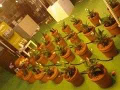 °)Spannabis 2O13(°