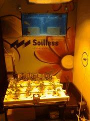 °)Spannabis 2O13(°