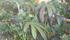 peneapple chunk