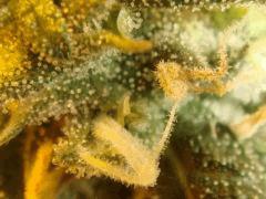 peneapple chunk