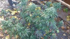 peneapple chunk