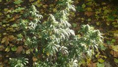 peneapple chunk