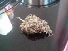 peneapple chunk