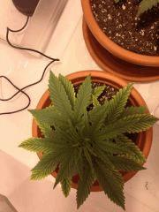 croi 30 (4)