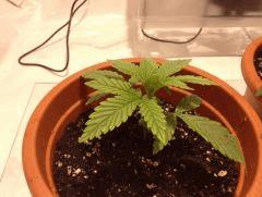 croi 23 (2)
