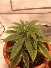 croi 30 (3)