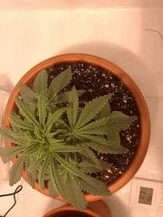 croi 30 (5)