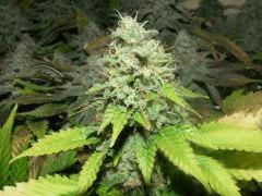 SKUNK NO HPS