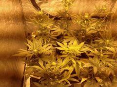 Culture en Cours OneBud Bubblegum et Spécial queen #1 FLO+20