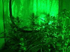Vue avec GreenLight de nuit a FLO+25