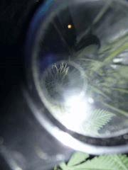 Une semi-Macro de Bubblegum