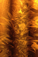OneBud BubbleGum int. FLO+20