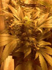 BubbleGum une des 2 plus petite en taille