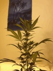 OneBud BubbleGum même ext. FLO+20
