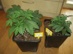 Skunk J+25