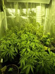 La Famille J+54 Diavolos - Cro+37 Wss Skunk