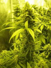 Wss Skunk avec apex principal conservé Cro+48 Flo+42