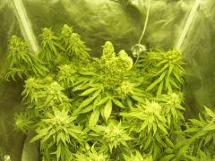 Wss skunks + Caramélice Cro 48 Flo 45