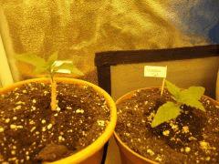 Wss Skunk Cro+7